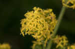 Yellow Spring bedstraw 